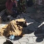 DIDUGA TERKAIT KASUS ASMARA, SIDOTOPO GG 2 DI  HEBOHKAN ADANYA SALAH SATU PRIA DI TEMUKAN TEWAS  DENGAN LUKA BACOK DI TUBUHNYA