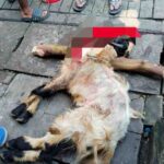 Jaga Sunnah dan Kebersamaan, Redaksi Harian Mata Berita Sembelih Hewan Qurban